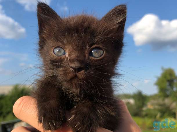 Котёнок даром, фотография 1