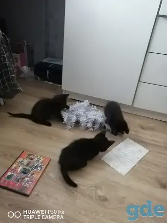 Черные котята в дар, фотография 5