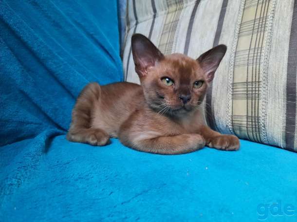 Котята европейской бурмы, фотография 5
