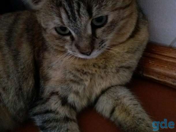 Кошечка 7 мес. в дар, фотография 2