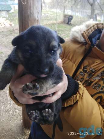 Продам щенков немецкой овчарки, фотография 2