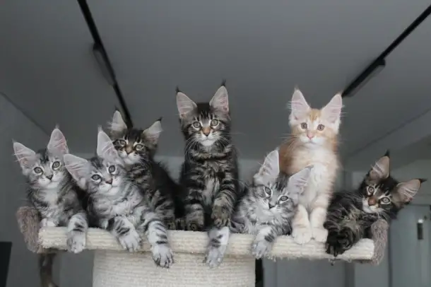 Котята мейн кун!, фотография 4