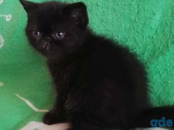 Котята плюшевые экзоты, фотография 5