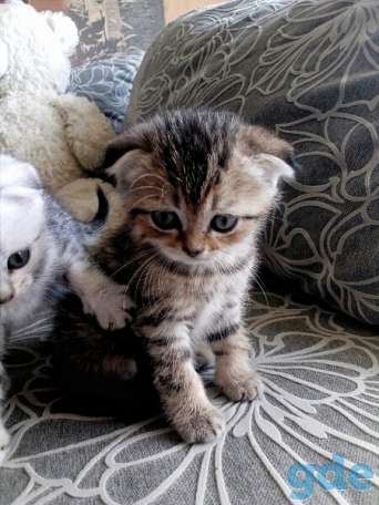 Шотландские котята от правильной вязки, фотография 8