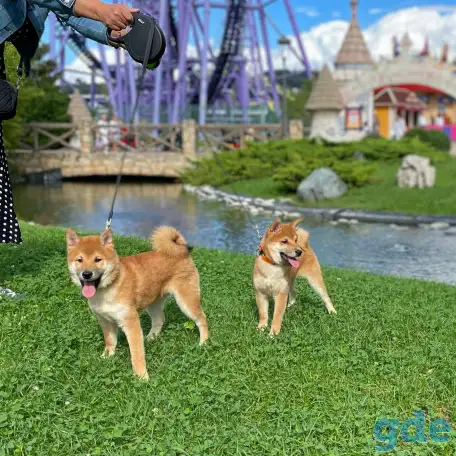 Сиба ину - Собака улыбака, фотография 2