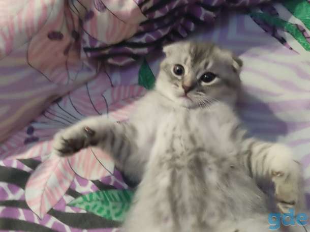 Шотландские котята, фотография 5