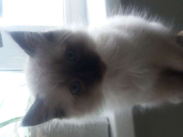 Котята, фотография 1