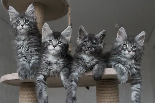 Котята мейн кун!, фотография 2