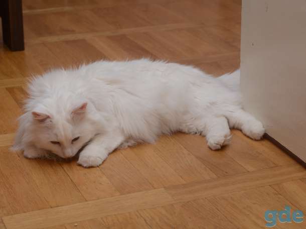 Отдадим котика в хорошие руки, фотография 2