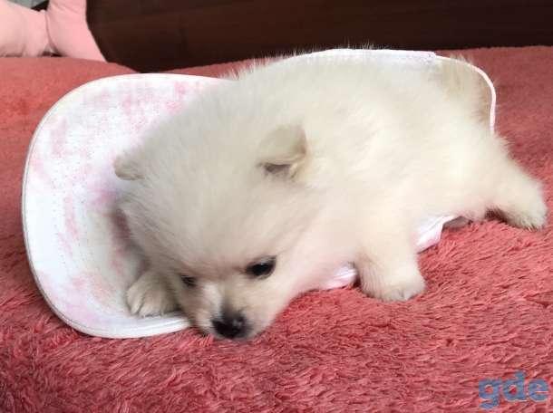 Померанский шпиц мальчик, фотография 5