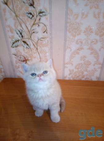 Продаю экзотических плюшевых котят, фотография 3