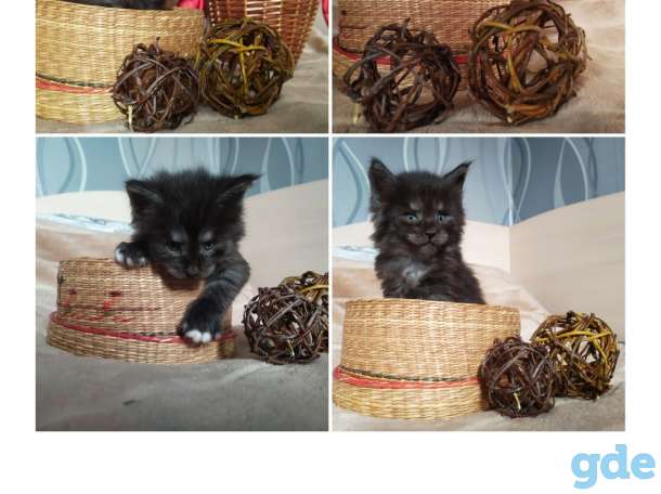 Мейн-кун, котята, фотография 7