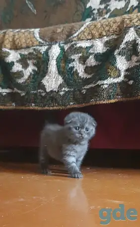 Котята, фотография 1
