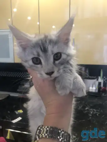 Котёнок Мейн-кун, фотография 1