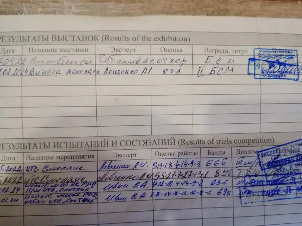Продам щенков западно сибирской лайки, фотография 5