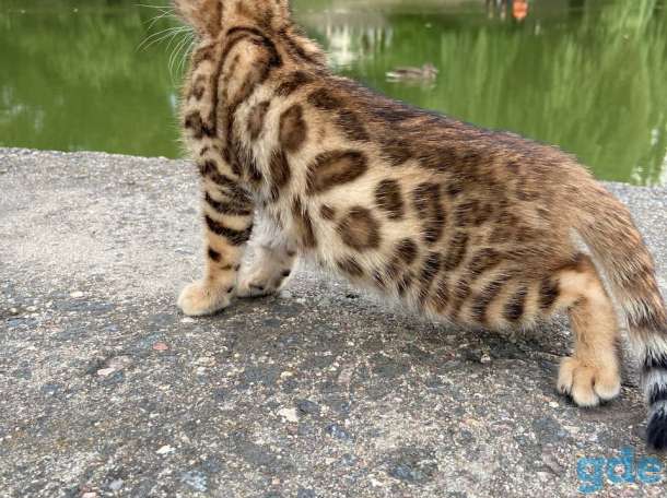 Бенгальские котята, фотография 3