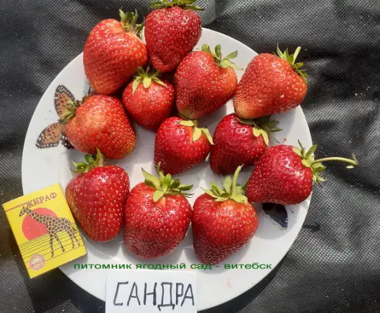Купить САЖЕНЦЫ КЛУБНИКИ -50 сортов - в Минске  с питомника, фотография 5