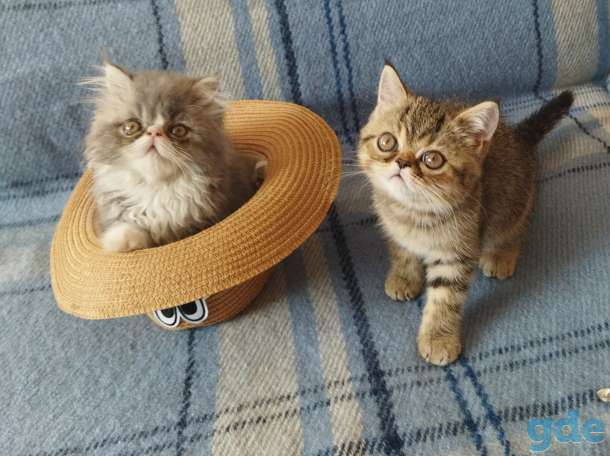 Котята экзоты, фотография 6