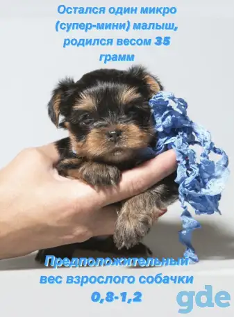 Микро (супер-мини) и Мини щенки йоркширского терьера, фотография 2