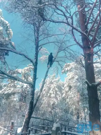 Удалить аварийное дерево, фотография 1