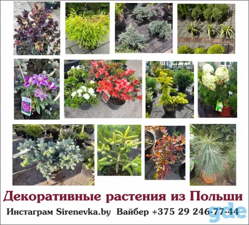 Декоративные растения из Польши, фотография 2