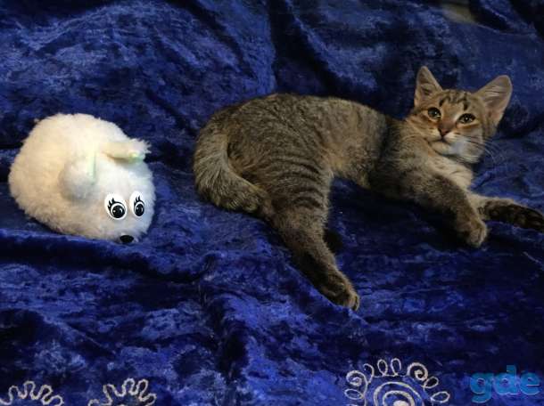 бездомный котенок ищет доброго хозяина!! Может быть, это Вы?.., фотография 4