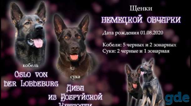 Щенки немецкой овчарки, фотография 6