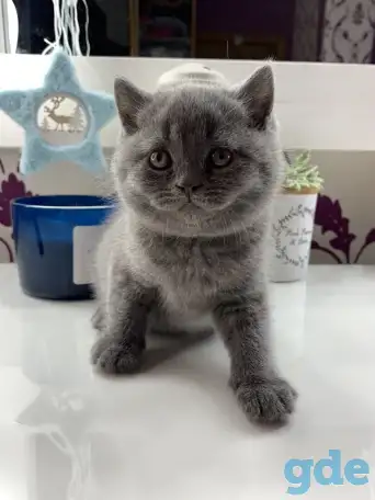 Британские котята., фотография 9