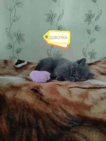 Продаю шотландских вислоухих и прямоухих котят, фотография 4
