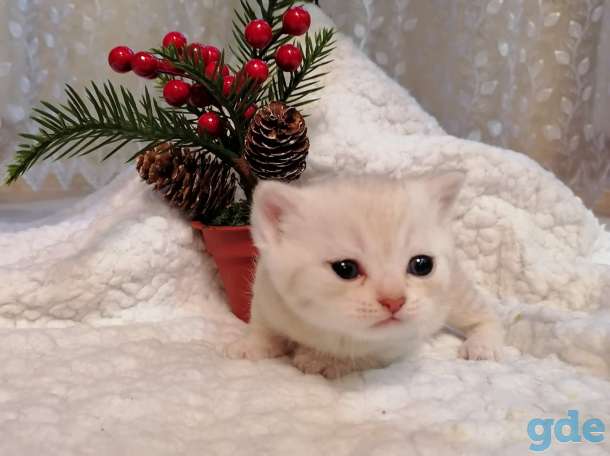 Котята, фотография 6