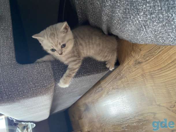 Шотландские котята, фотография 5