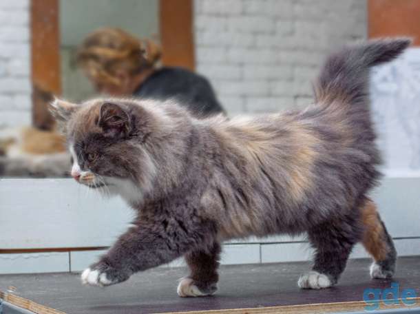 котята в дар, фотография 7