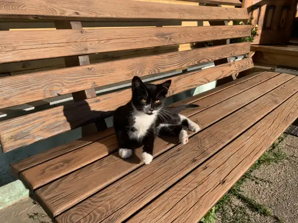 В добрые руки, фотография 1