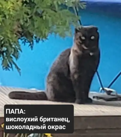 Продам 3 котят, фотография 5