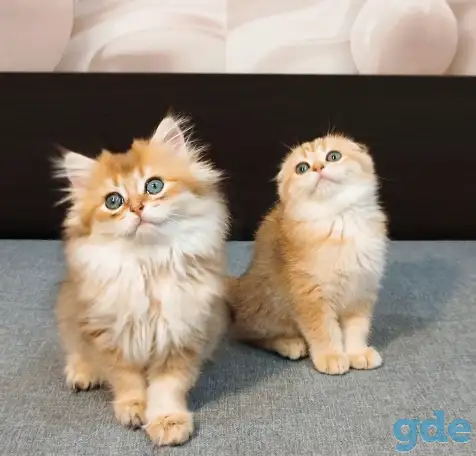 Шотландский мальчик, фотография 6