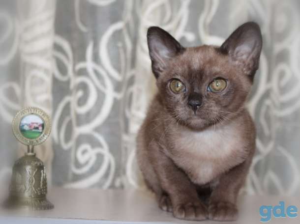 Котята европейской бурмы, фотография 2