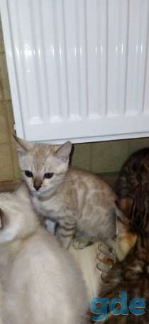 Котята бенгальской породы, фотография 6