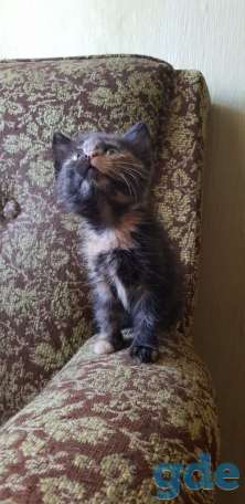Котята в добрые ручки, фотография 3