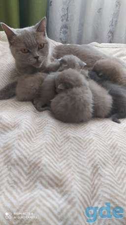 Британские котята, фотография 3
