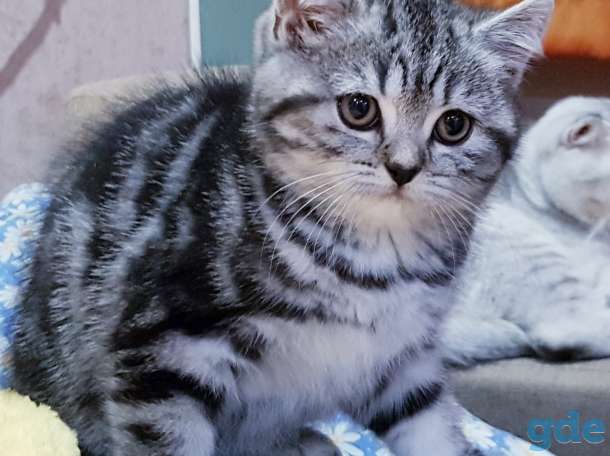 Шотландская кошечка.котенок., фотография 4