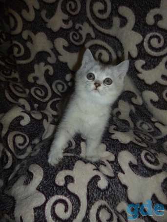 Очаровательные шотландские котята, фотография 3