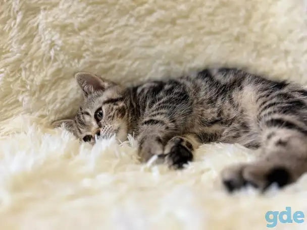 Шотландская прямоухая кошечка, котенок, страйт, окрас SFS 71 n22, мрамор, фотография 5
