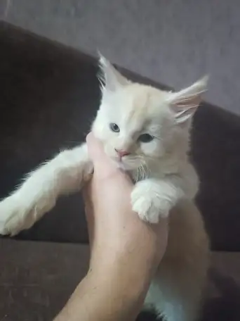 Котята мейн-кун, фотография 6