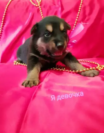5 Щенят в поиске дома!, фотография 9