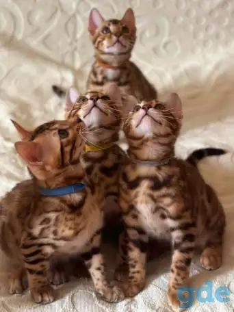 Бенгальские котята, фотография 3