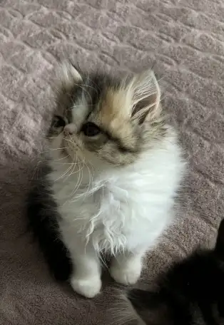 Продам персидских котят, фотография 3