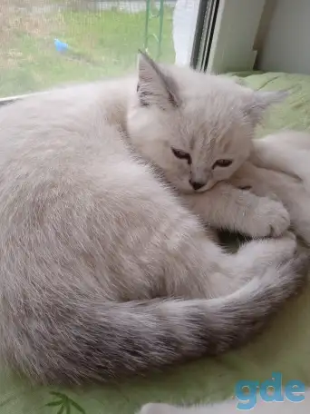 Шотландский котенок, фотография 1