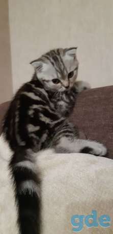 Шотландские котята(Scottish Fold), фотография 2
