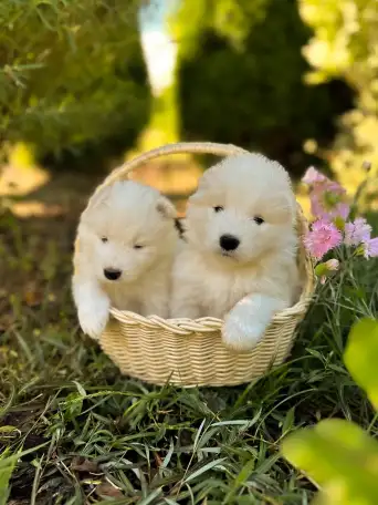 Продам щенков самоедской лайки, фотография 5