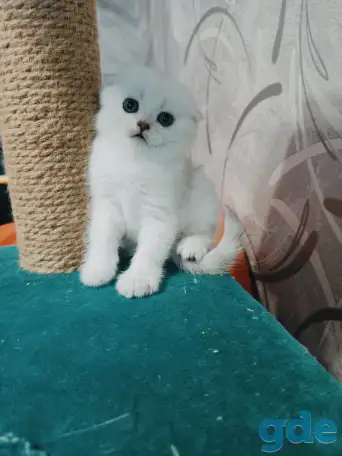Шотландский котенок, фотография 2